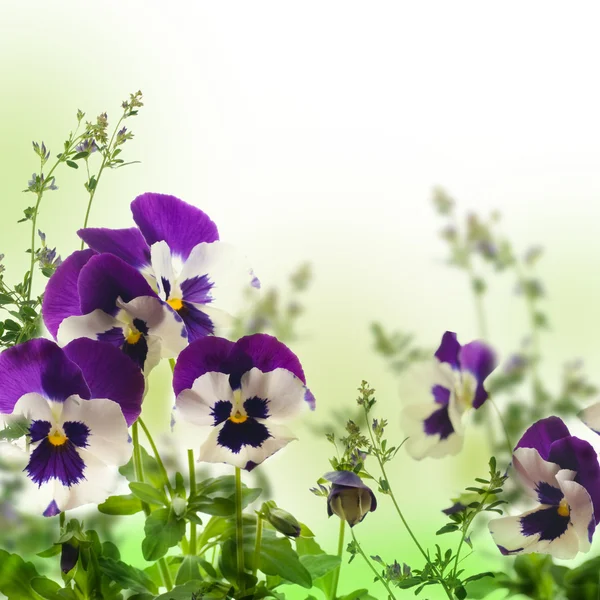 Blauwe voorjaar viooltjes op een groene achtergrond — Stockfoto