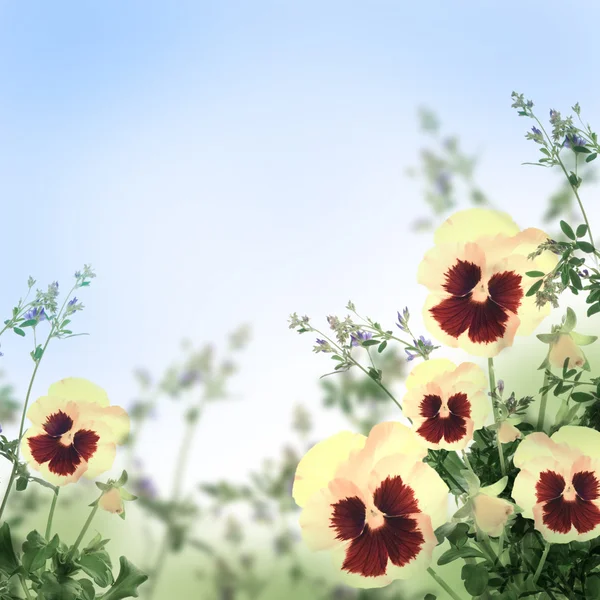 Rosa Frühlingsvioletten auf grünem Hintergrund — Stockfoto