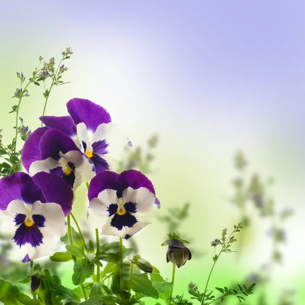 Blauwe voorjaar viooltjes op een groene achtergrond — Stockfoto