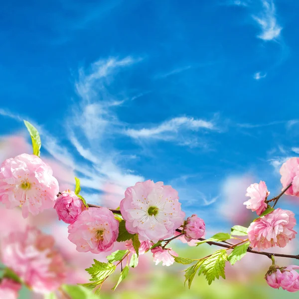 Pink flower of an Oriental cherry — Stock Photo, Image