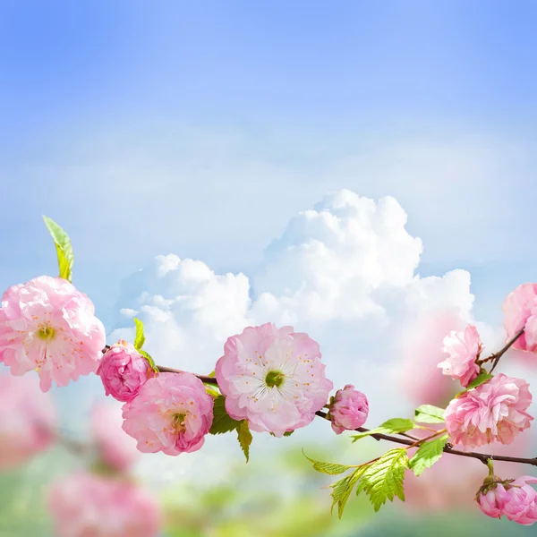 Růžový květ orientální Cherry — Stock fotografie