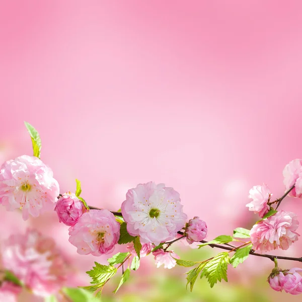 Pink flower of an Oriental cherry — Stock Photo, Image