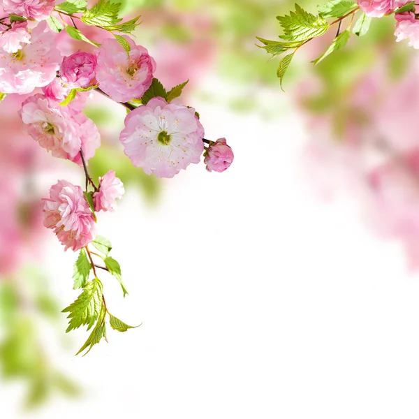 Pink flower of an Oriental cherry — Stock Photo, Image