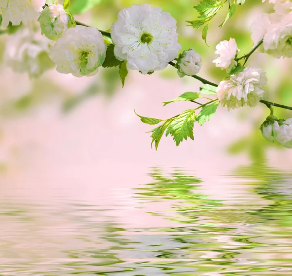 Oryantal bir kiraz Pembe çiçek — Stok fotoğraf