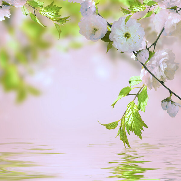 Pink flower of an Oriental cherry in a spring garden, water