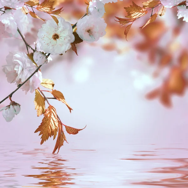 Pink flower of an Oriental cherry — Stock Photo, Image