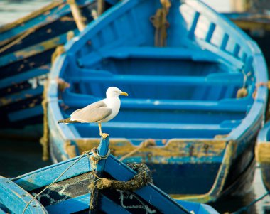 Mavi balıkçı tekneleri Fas