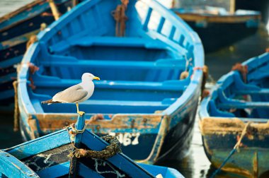Mavi balıkçı tekneleri Fas