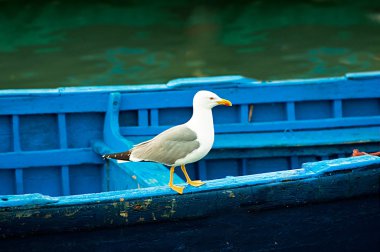 essaouira, Fas içinde bir okyanus sahillerinde mavi balıkçı tekneleri