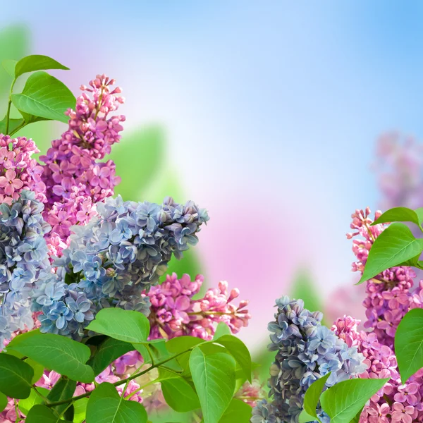 Branch of a multi-colored syringa — Stock Photo, Image