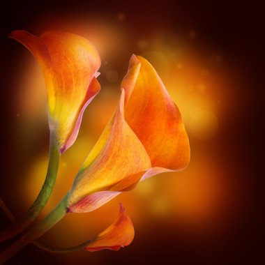 multi-gekleurde lelies op een donkere achtergrond