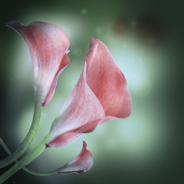 multi-gekleurde lelies op een donkere achtergrond