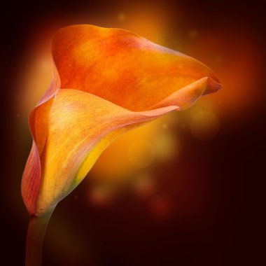 multi-gekleurde lelies op een donkere achtergrond