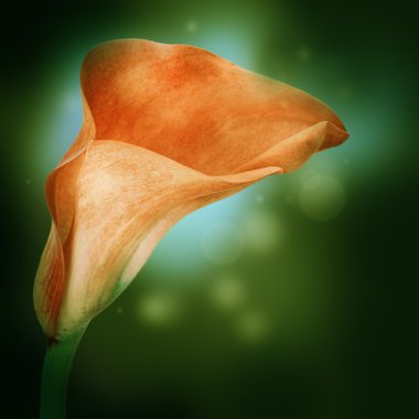 multi-gekleurde lelies op een donkere achtergrond