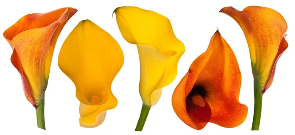 Bunte Lilien — Stockfoto