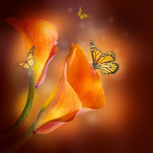 多彩色的百合和蝴蝶在黑暗的背景上 — 图库照片
