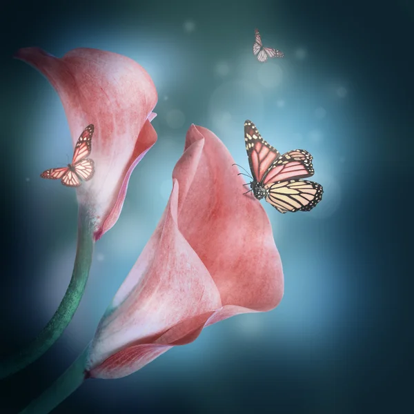 Multi-colored lilies and the butterfly on a dark background — Stock Photo, Image