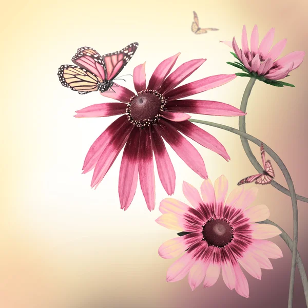 Multi-gekleurde gerbera madeliefjes en een vlinder op een witte achtergrond — Stockfoto