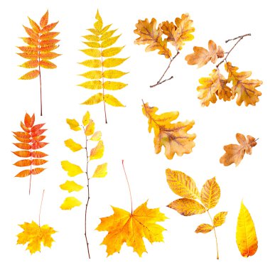 Sarı arka planda sonbahar yaprakları