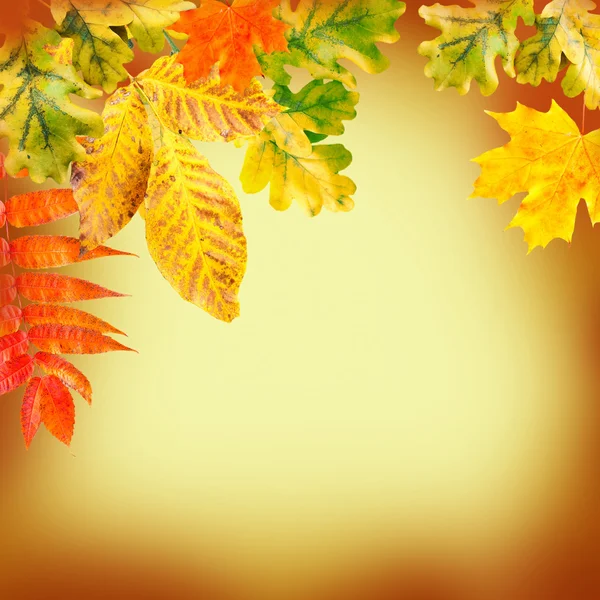 Autumn leaves on a yellow background — Stock Photo, Image