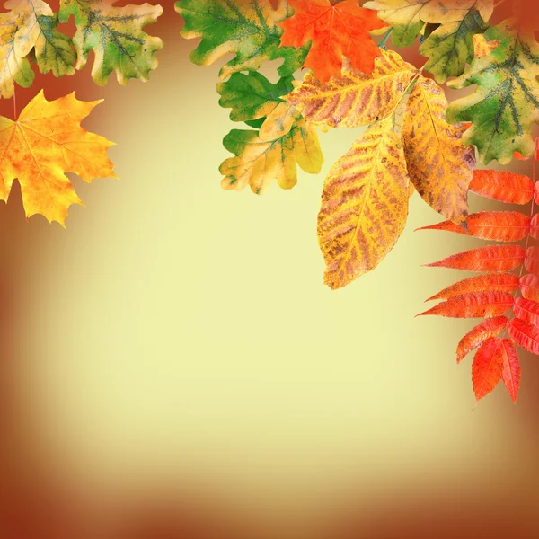 Autumn leaves on a yellow background — Stock Photo, Image