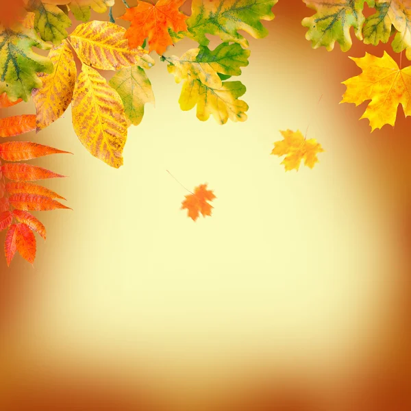 黄色背景上的秋天叶子 — 图库照片