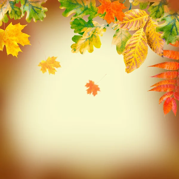 黄色背景上的秋天叶子 — 图库照片