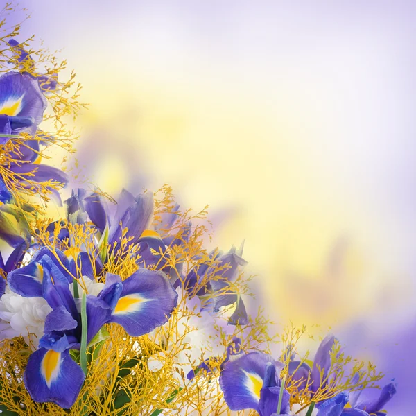 Ramo de iris azules y flores blancas — Foto de Stock