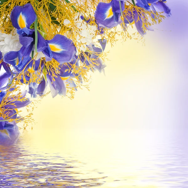 Bouquet di iris blu e fiori bianchi — Foto Stock