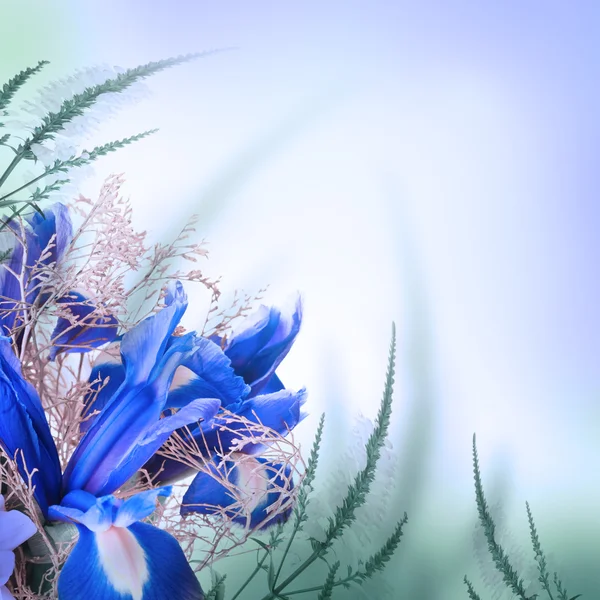 Ramo de iris azules y flores blancas — Foto de Stock