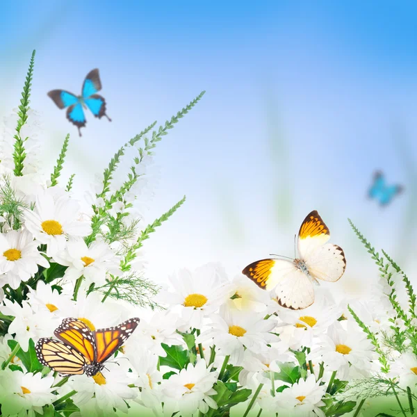 A bouquet of white daisies, wildflowers — Stock Photo, Image