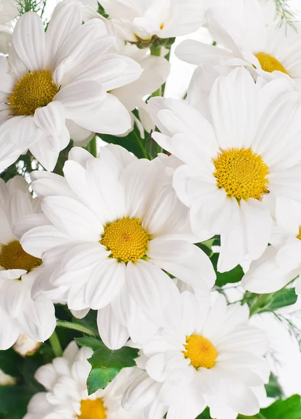 Ein Strauß weißer Gänseblümchen, Wildblumen — Stockfoto