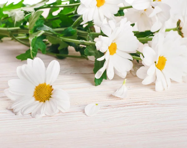 Un mazzo di margherite bianche, fiori di campo — Foto Stock