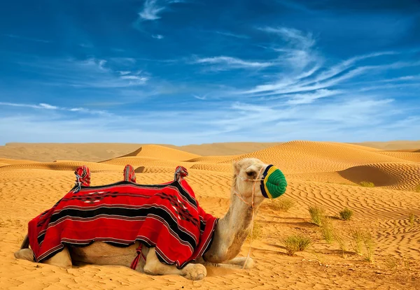 Tourist camel — Stock Photo, Image