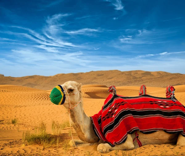 Туристична верблюд — стокове фото