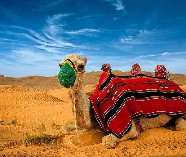 Туристический верблюд — стоковое фото