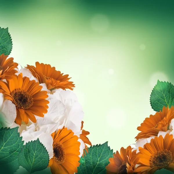 Multi-colored gerbera — Stock Photo, Image