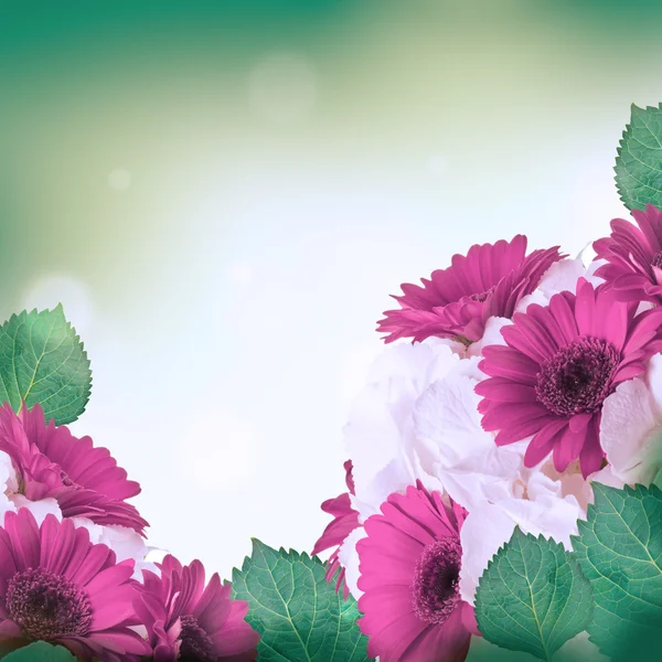 Gerberas multicolores — Foto de Stock