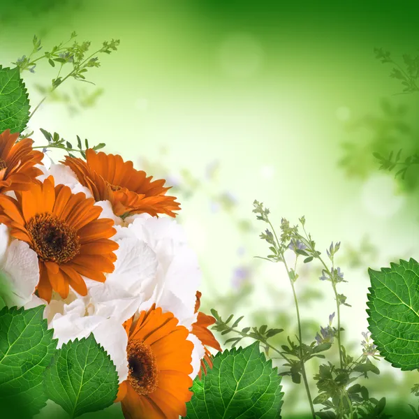 Gerbera multi-colorido — Fotografia de Stock