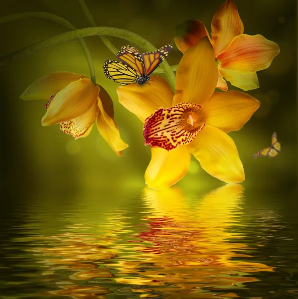 Orkidéer med en fjäril — Stockfoto