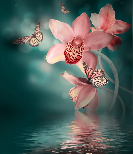 bir kelebek ile orkide