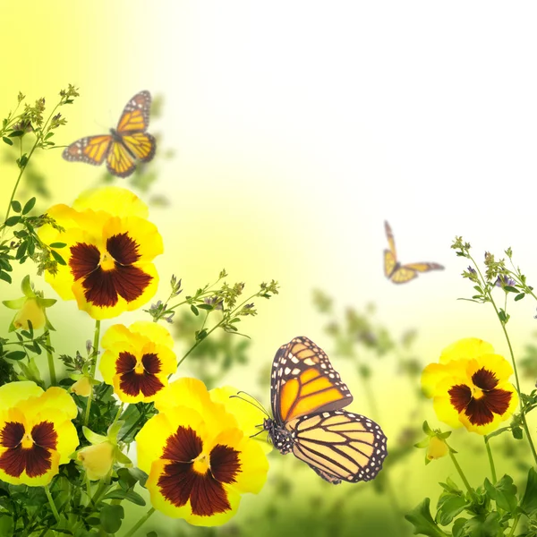 Gele voorjaar viooltjes — Stockfoto