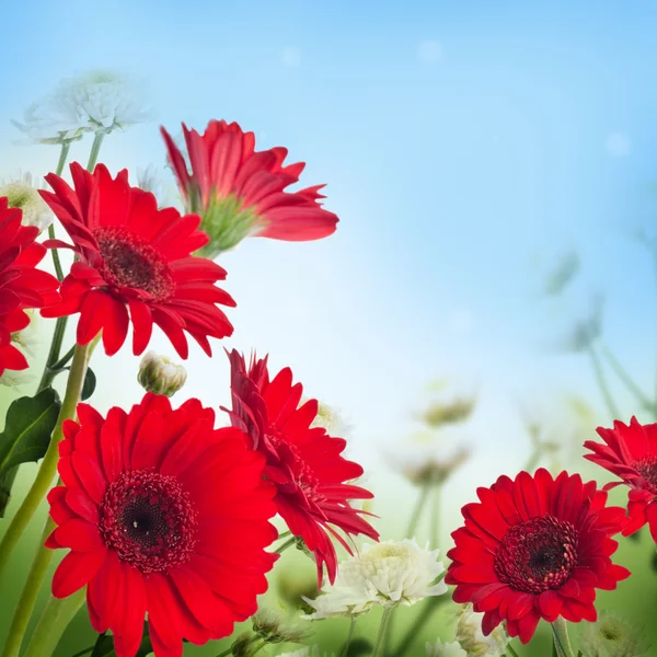 Gerbera multi-colorido — Fotografia de Stock