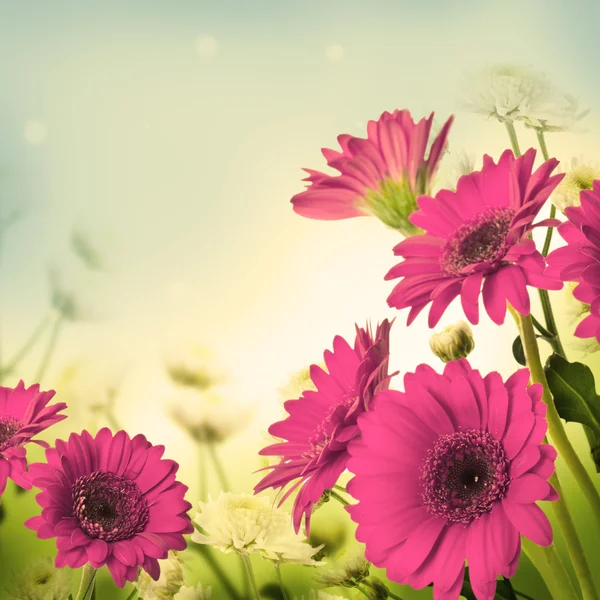 Multi-gekleurde gerbera — Stockfoto