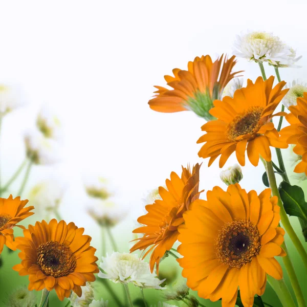 Çok renkli gerbera — Stok fotoğraf