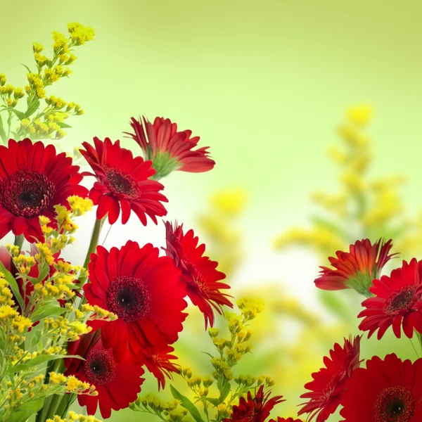 Wielu kolorowych gerbera — Zdjęcie stockowe