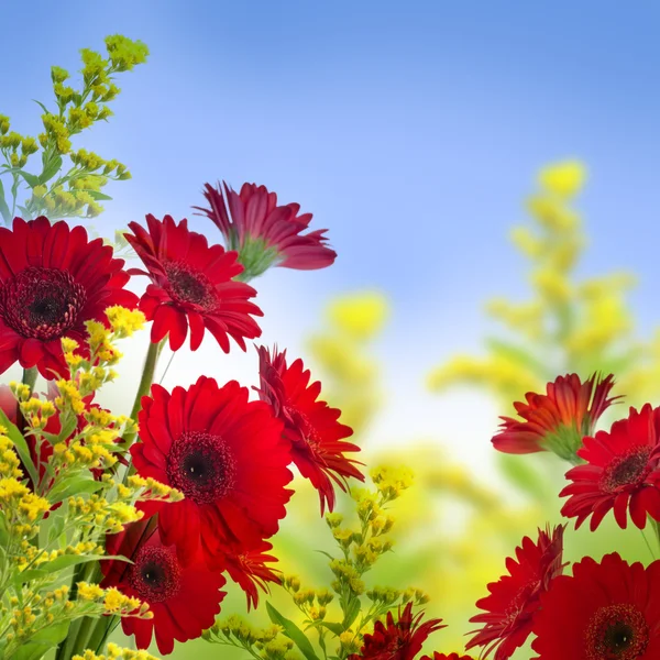 Çok renkli gerbera — Stok fotoğraf