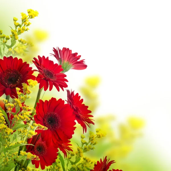 Wielu kolorowych gerbera — Zdjęcie stockowe