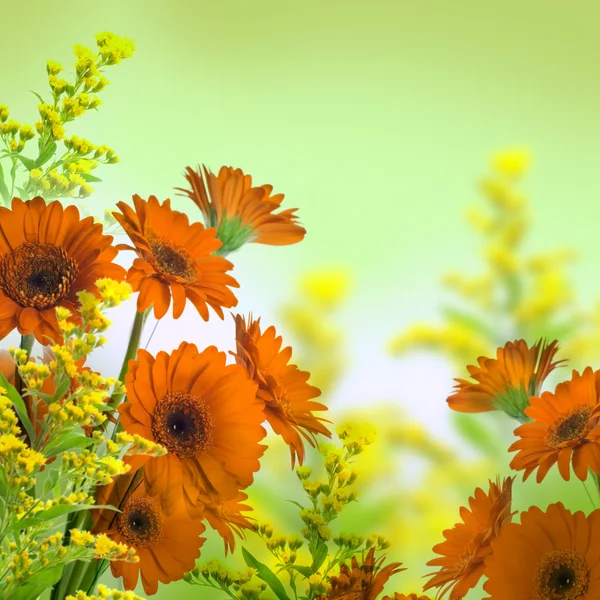 Bunte Gerbera — Stockfoto