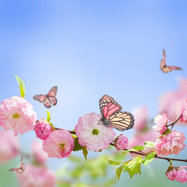 Oriental cherry — Stock Photo, Image